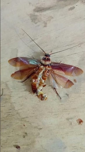 #cockroach #dissection