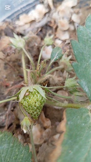 Strawberries are growing, soon ripe and red! Amazing, right? 🍓 #strawberry #nature #garden #life