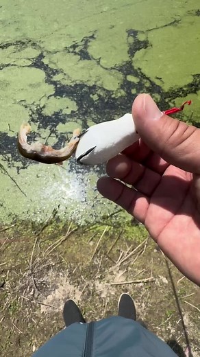 Đóng hơi nhẹ #cauca #caucagiaitri