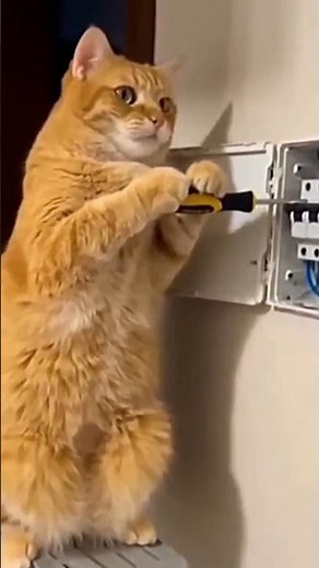 When Cat Becomes an Electrician 😹⚡ #cat