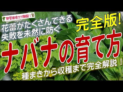 ナバナの上手な育て方（種まきから収穫までを完全解説）菜花栽培方法のコツとポイントが分かる！