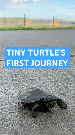 Baby Painted Turtle’s First Journey to the Water 🐢💙