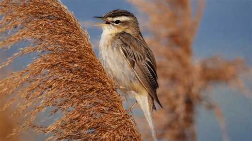 Hidden camera captures a tiny bird singing on a reed