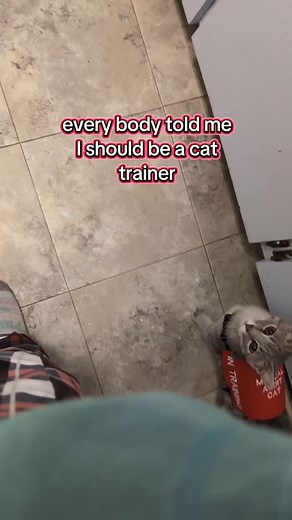 3.4K views · 255 reactions | Just set up my TikTok subscriptions!! #babybasil #greytabby #servicekitty #servicecat #ontario #ontariocats #serviceanimalprospect #cattraining | Raw Fed Kitties | Facebook