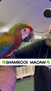 Miren esta guacamaya SHAMROCK #macaw #guacamaya #birds #parati #shamrock #canelapetshop #fyp #petshopmodesto #parati #209 #pajaros #fypシ #viral #birds #pajaro | Canela Petshop