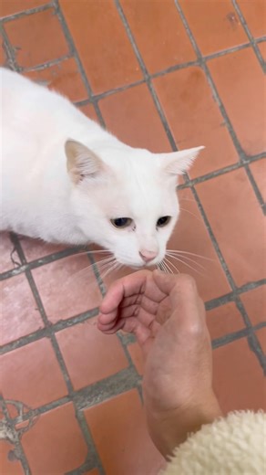 😻Car: I need infinite pets!😹