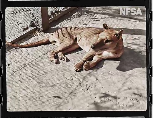 Filmed in 1933 and colourised, this film shows a thylacine in captivity at Hobart's Beaumaris Zoo. (Vision: TMAG)