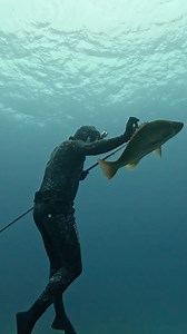 3.2M views · 20K reactions | Spearfishing Delicious Snapper! #spearfishing #fishing | Nick Bailey Spearfishing | Facebook