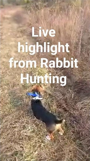 Live highlight from Rabbit Hunting #puppy #beaglecrew #hunting #doglife