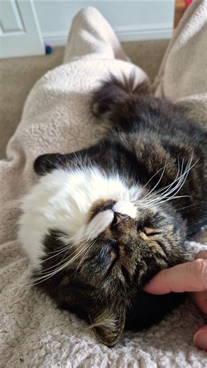 moggy the lap cat
