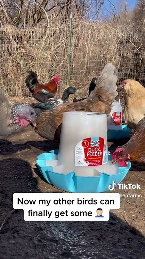 MannaPro Duck Feeder & Drinker Review | Easy & Durable for Happy Ducks