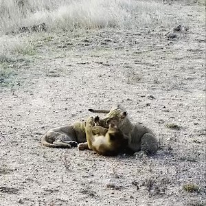 It’s WORLD LION DAY. 🦁 Today, lion lovers from around the globe, celebrate the king of the jungle. We raise awareness of their declining populations, illegal trade and habitat loss. May we stand together in power, pride, confidence and courage, the very nature of a lion, to preserve this majestic species we love. So much joy in watching these Western pride cubs! 💙 #motswari #timbavati #krugerpark #westernpride #lion #lionsoftimbavati #bigcats #safari #wildlife #kingofthejungle #worldlionday202