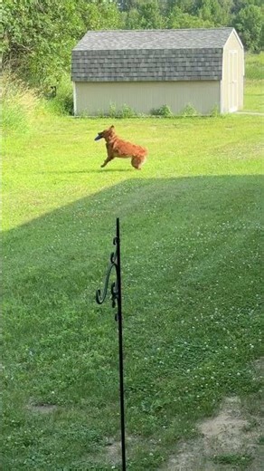 Frisbee Champ