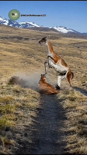 The Ultimate Ambush: Puma vs Guanaco: The Deadliest Struggle in Patagonia