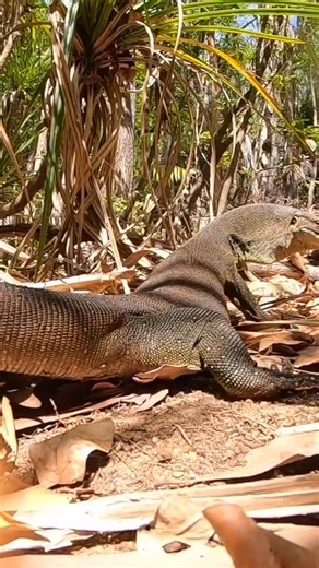 36K views · 529 reactions | Great display of how Monitor Lizards use their tail as a defensive weapon. A hard whip from an Argus Monitor, Lace Monitor or Perentie can leave serious welts and even break the skin.. trust me. 年 Merten’s Water Monitor Northern Territory Australia | Wildman Adventures | Facebook