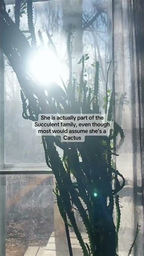 20 years old African milk tree