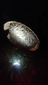 Video from our Past Bee Removal Course in Midrand... I am fully aware many of you are not able to attend courses in Midrand. Moreover, it may not be something you are interested in doing full time so paying for a full 2-day course is not in your best interests either. We run these almost every month for professional pest control company operators that prefer not to kill or terminate bees. Our Bee Removal course is approved by SAPCA and it gets credits from the hours towards CPD which industry re