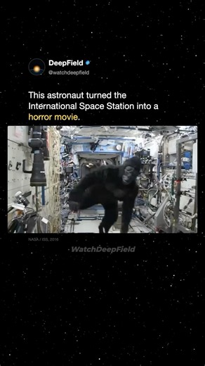 Why Was There a Gorilla on the Space Station?