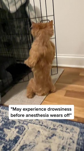 Cappy the Cat Endoscopy Recovery | Anesthesia Animals Video