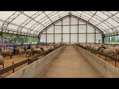 Tour of Shepherd Creek Farms Ltd. Sheep Barn