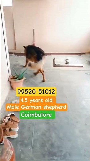 German Shepherd Adoption | Dog free adoption