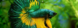 Peces compatibles con Betta para el acuario | Blog Verdecora