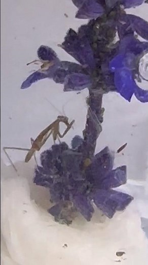 This Is What Baby Mantises Eat