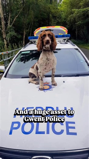 On this the day of remembrance for so many, we also remember RPD Charlie from Gwent Police - Roads Policing & Dog Section who has sadly travelled over rainbow bridge. His handler paid a wonderful tribute to him: ‘Charlie joined me 15 years ago having been offered over from the prison service, as he was not their style of dog. But it was clear he was a pocket rocket, who had no awareness of self-preservation, literally throwing himself off furniture. With a great instructor we unlocked his search