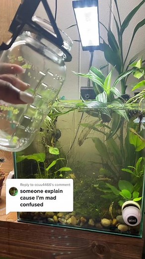 Inverted Tank Holder for Betta Fish and More