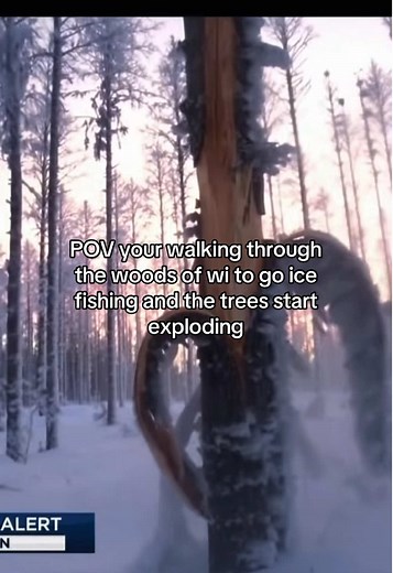 Exploding Trees in Wisconsin: A Winter Walking Adventure