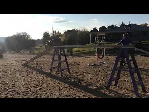 Reaching the Running Points OneMind Dogs Agility Training