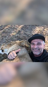 Meg the LION is turning 22 and is now the oldest lion in the Sanctuary! Join us on Youtube for a special video, and if you make it to the premiere, Kevin will be live in the chat - https://youtu.be/8YLwkNhDq70 #cat #nature #animals Check out our merch here - https://thelionwhispererclothing.com/ | Kevin Richardson