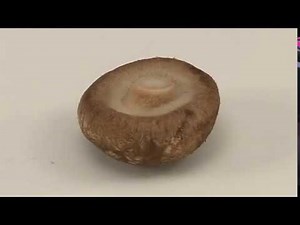 How to prepare shiitake mushrooms [Cooking Basics: Vegetable Preparation]