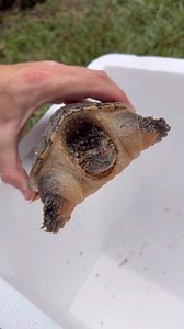 488K views · 16K reactions | That is one LARGE Snapping Turtle  | The Fish Guys | Facebook