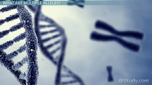 Multiple Alleles | Definition & Examples