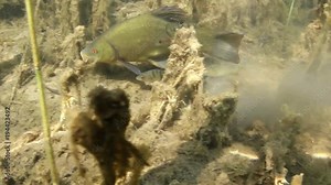 Tench, Tinca Tinca Or Doctor Fish Swimming Underwater. Close up underwater video with feeding tench. Tench swimming with a little group of perchs, Perca fluviatilis.