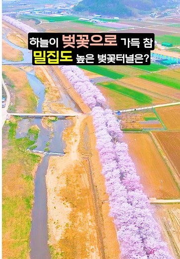 청도 벚꽃 핫플 추천: 봄 여행지 완벽 가이드