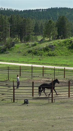 Round Pen Training with Tomah: First Day Mustang Dance