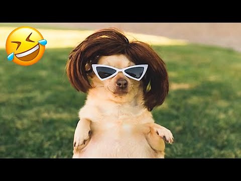 Funniest Dogs And Cats Videos 😅 - Best Funny Animal Videos 2023 😁 #3