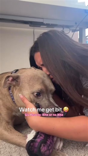 I feel really badly for this creator! She bothered her dog for some content and he lashed out at her. It’s very sad to make your dog so uncomfortable that they act like this, but now the creator knows and understands that she messed up. However, when a dog makes contact with a body in an aggressive way with their mouth, it’s considered to be a bite. Even if it doesn’t actually touch the face, it’s still rated as a bite on the bite scale trainers and lawyers use (but in this case it looks like he