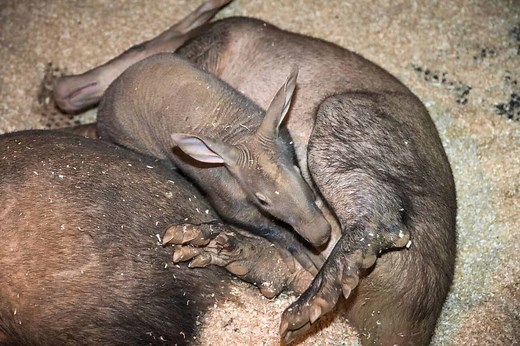 Baby Aardvark: 10 Pictures and 6 Amazing Facts