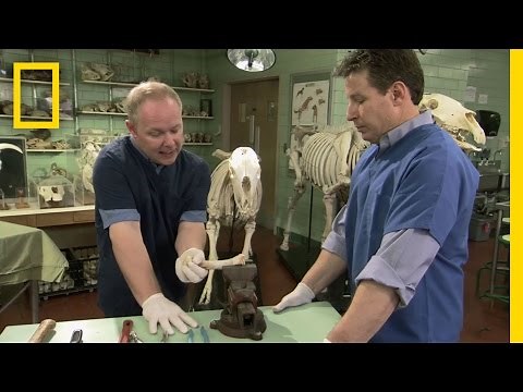 Breaking Bones | Jurassic CSI