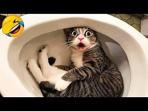 Funny Cat Fails 😆 Funny Cat Compilation 😂😁😆 Memes Part 2
