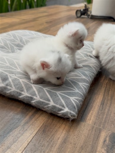 Devina Hermawan on Reels