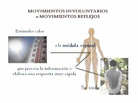MOVIMIENTOS VOLUNTARIOS Y REFLEJOS-LA COORDINACIÓN