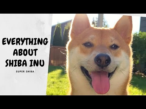 How to Care for a Shiba Inu
