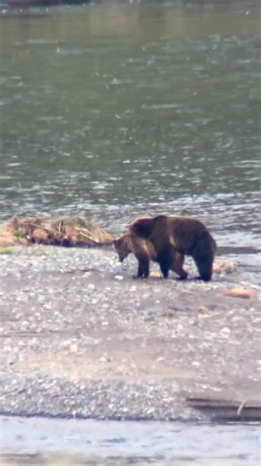 🐻❤️ Красивый момент с медведем гризли в дикой природе! 🌿🐾 #медведь #bear #природа