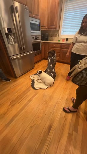 Hilarious TikTok Dog Doing a Backflip – Funny Dog Clips and Memes