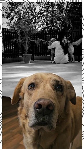 Away from home, missing my homie ... #goldador