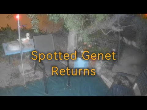 #SpottedGenet Returns